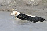 LABRADOR 542